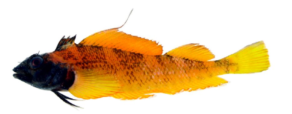 Tripterigium delaisi _0ffff